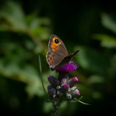 Lasiommata maera (okáč ječmínkový), SK, Jamrichovo rázcestie, Tatry
