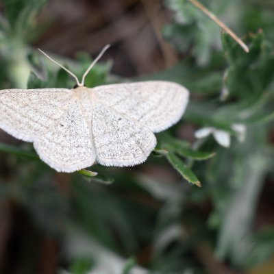 Scopula virgulata (vlnopásník pruhovaný), PR Biskoupský kopec
