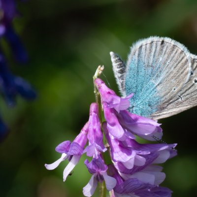 Glaucopsyche alexis (modrásek kozincový), Hády