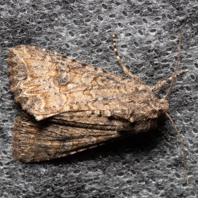 Anarta trifolii (můra jetelová), Hrušovany u Brna