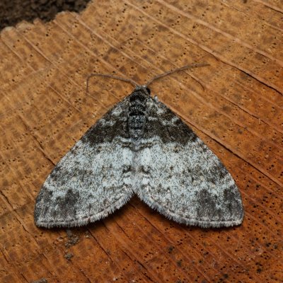 Lobophora halterata (šedokřídlec osikový), PR Bosonožský hájek