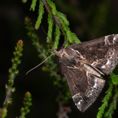 Hypena crassalis (zobonosec borůvkový), PP Pohoří na Šumavě