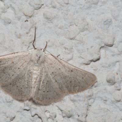 Dyscia raunaria (-), HR, Jablanac