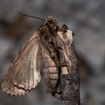 Amphipyra effusa (-), GR, Sokraki, Korfu