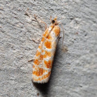 Rhyacionia pinicolana (obaleč sosnový), HR, Krasno