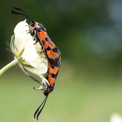 Zygaena laeta (vřetenuška pozdní), PR Kamenný vrch