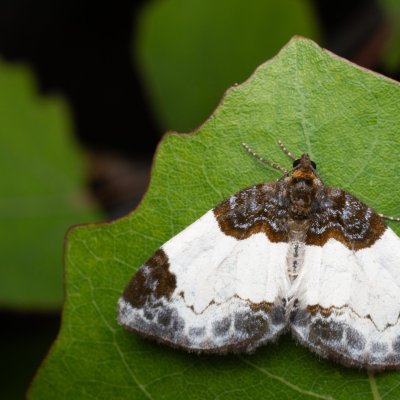 Mesoleuca albicillata (píďalka maliníková), Hády