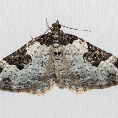 Xanthorhoe fluctuata (píďalka křenová), IT, Kuens, Jižní Tyrolsko