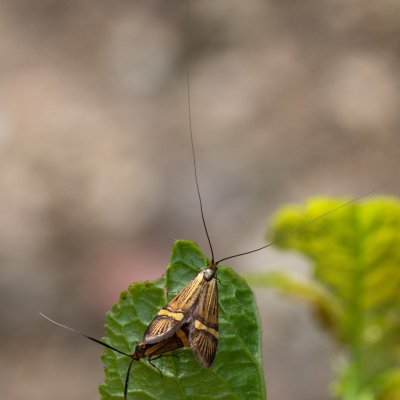 Nemophora degeerella (adéla pestrá), PR Kamenný vrch