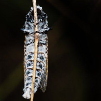 Zeuzera pyrina (drvopleň hrušňový), Kývalka