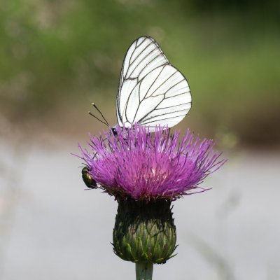 Aporia crataegi (bělásek ovocný), PP Pohoří na Šumavě
