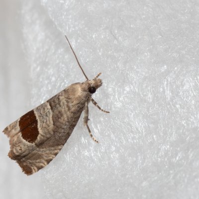 Notocelia uddmanniana (obaleč ostružníkový), Hády