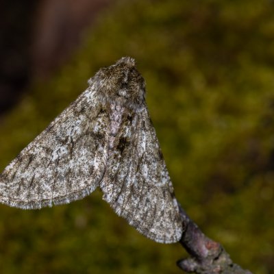 Phigalia pilosaria (drsnokřídlec hrušňový), Kamenný vrch