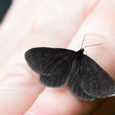 Odezia atrata (černokřídlec smuteční), SK, Súľov-Hradná