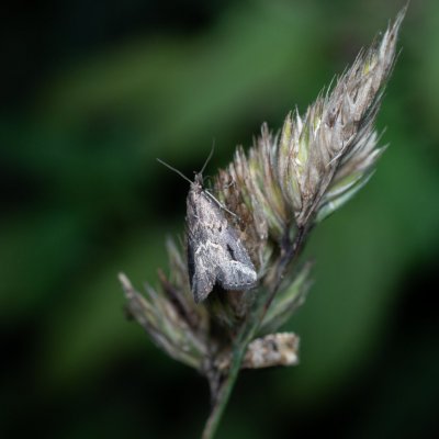 Schrankia costaestrigalis (můřička mateřídoušková), Popůvky