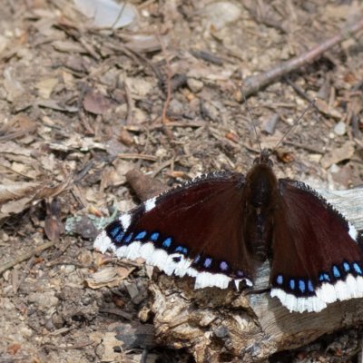 Nymphalis antiopa (babočka osiková), PP Augšperský potok