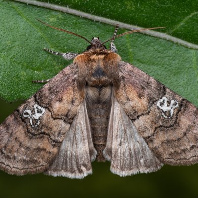 Tethea ocularis (můřice trojtečná), NPP Na Adamcích