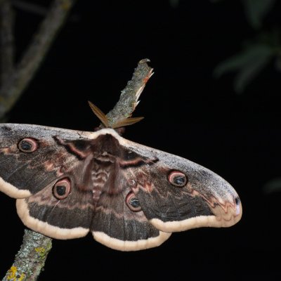 Saturnia pyri (martináč hrušňový), Hády