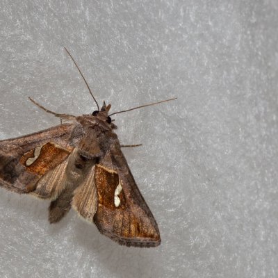 Macdunnoughia confusa (kovolesklec řebříčkový), Hrušovany u Brna