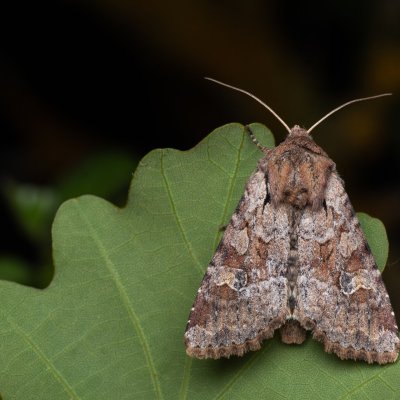 Apamea sordens (šedavka obilná), Čebín - bývalý lom