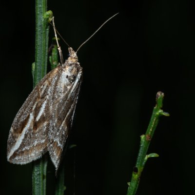 Chesias legatella (píďalka janovcová), PP Zlobice