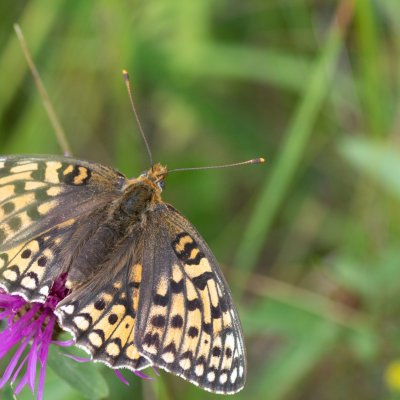Argynnis aglaja (perleťovec velký), SK, Štôla