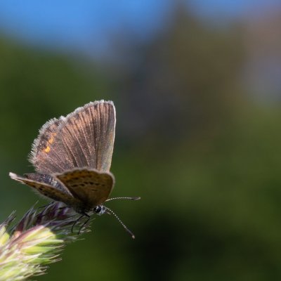 Plebejus argus (modrásek černolemý), Podkomorské lesy