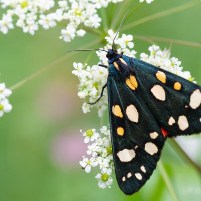 Callimorpha dominula (přástevník hluchavkový), SK, Štôla