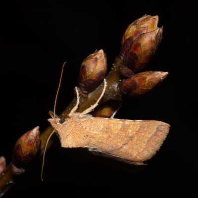 Jodia croceago (zlatokřídlec vzácný), PR Kamenný vrch