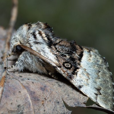Colocasia coryli (běloskvrnka lísková), Kývalka