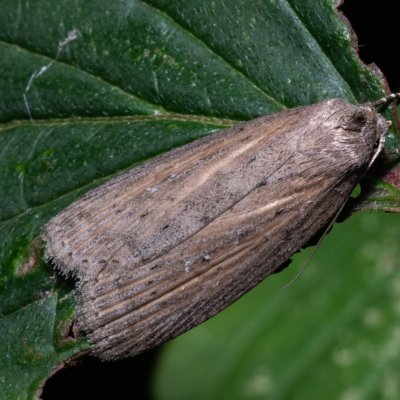 Chilodes maritima (rákosnice proměnlivá), Hrabětice