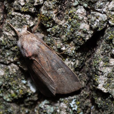 Xestia xanthographa (osenice žlutoskvrnná), Hornek