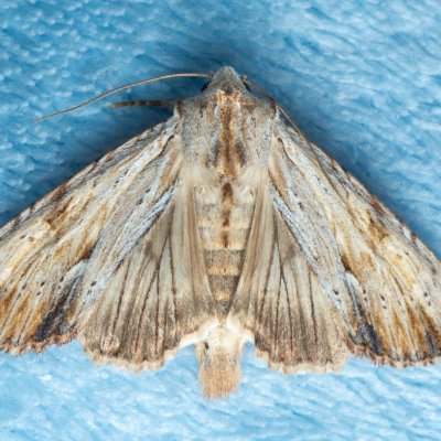 Apamea lithoxylea (šedavka žlutavá), Žebětín