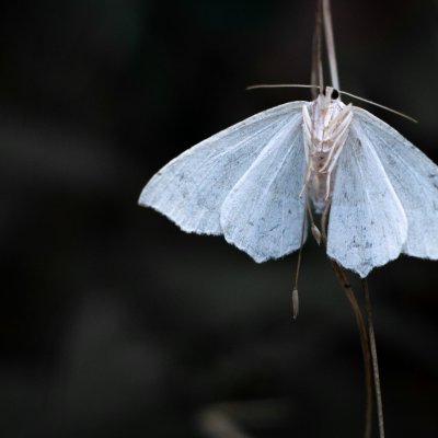 Campaea margaritaria (běločárník habrový), Žebětín