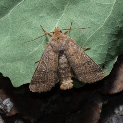 Agrochola nitida (polnice rozrazilová), PP Kavky