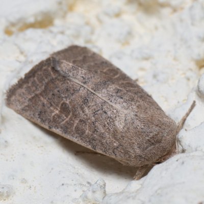 Hoplodrina ambigua (blýskavka jitrocelová), SK, Súľov-Hradná