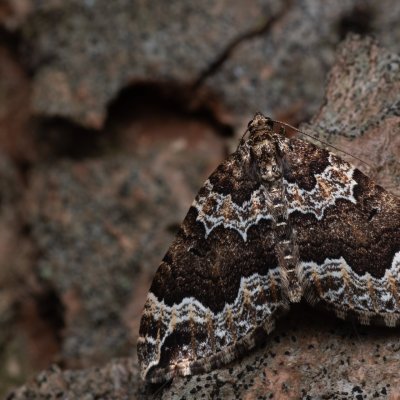 Lampropteryx suffumata (píďalka zakouřená), NS Bučín