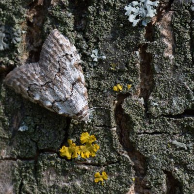 Nola confusalis (drobnuška brusnicová), Pavlov