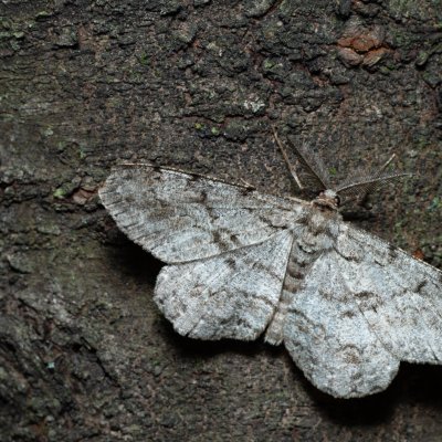 Hypomecis roboraria (různorožec dubový), PR Kamenný vrch