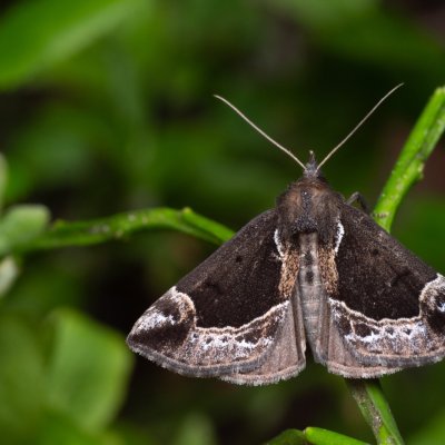 Hypena crassalis (zobonosec borůvkový), NPR Radostínské rašeliniště
