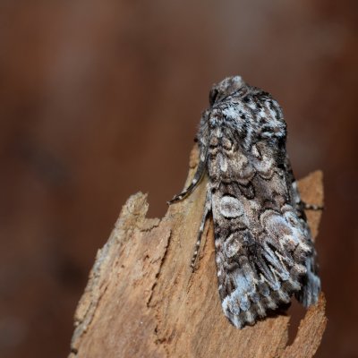 Hadena silenes (můra pestrokřídlá), Havranické vřesoviště