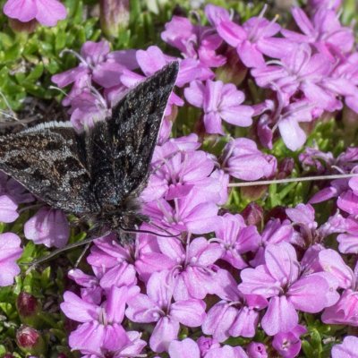 Metaxmeste schrankiana (-), IT, Jaufenpass, Jižní Tyrolsko