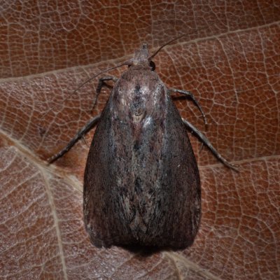 Galleria mellonella (zavíječ voskový), Hrušovany u Brna