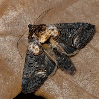 Abrostola asclepiadis (kovolesklec tolitový), PP Kavky