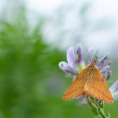 Lythria purpuraria (rudopásník šťovíkový), Žebětín