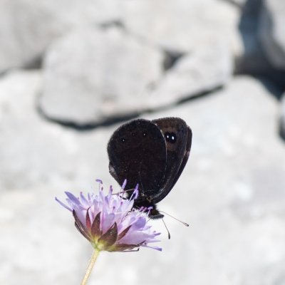 Erebia melas (-), HR, Velika kosa, Velebit