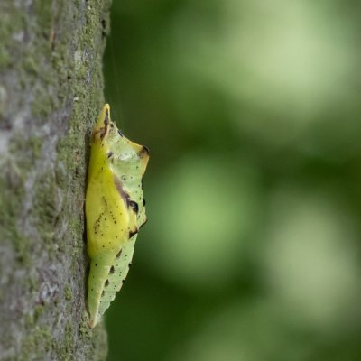 Pieris napi (bělásek řepkový), Podkomorské lesy