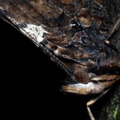 Vanessa atalanta (babočka admirál), Žebětín