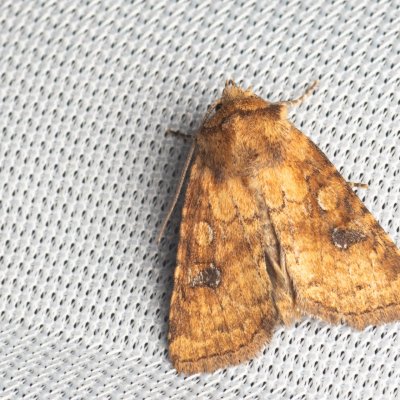 Atypha pulmonaris (blýskavka plicníková), NPR Děvín