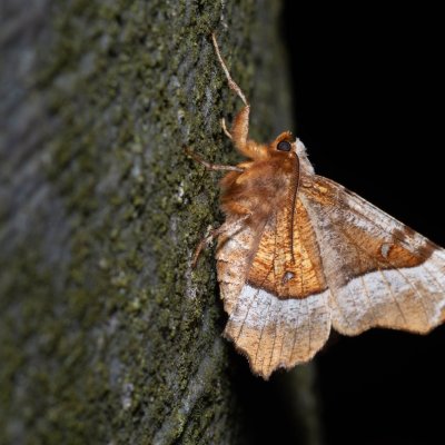 Selenia tetralunaria (zejkovec čtyřměsíčný), Kývalka